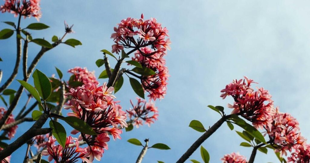 picsum id: 106